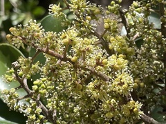 Image of Heptapleurum arboricola