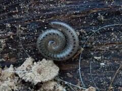 Parajulidae
