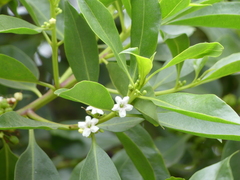 Myoporum petiolatum