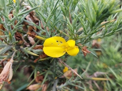 Ulex europaeus