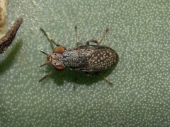 Stictomyia longicornis
