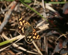 Carterocephalus argyrostigma