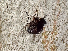Muscidae