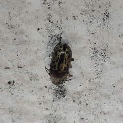 Zygogramma piceicollis