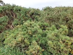Ulex europaeus