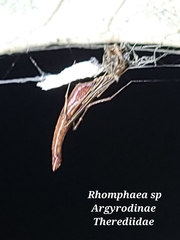 Rhomphaea