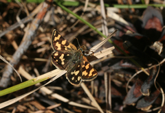 Carterocephalus argyrostigma