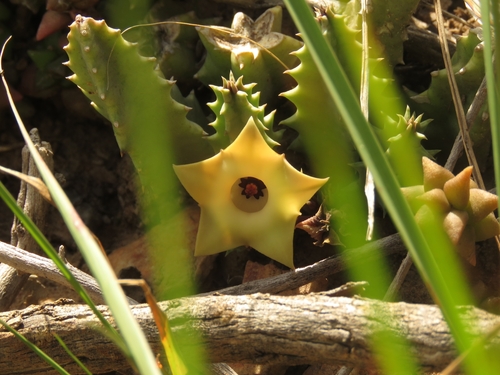 Ceropegia thuretii