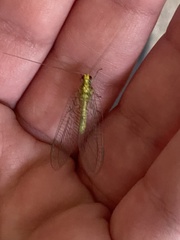 Italochrysa insignis