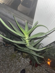 Aloiampelos striatula