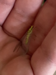 Italochrysa insignis