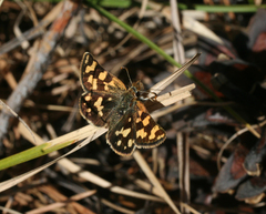 Carterocephalus argyrostigma