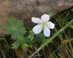 Geranium richardsonii