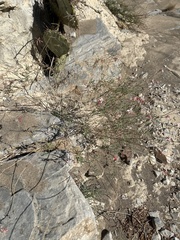 Oenothera suffrutescens