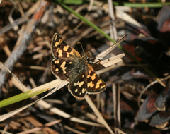 Carterocephalus argyrostigma