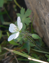 Geranium richardsonii