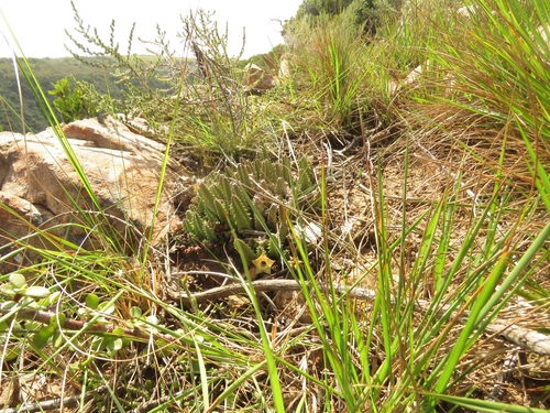 Ceropegia thuretii