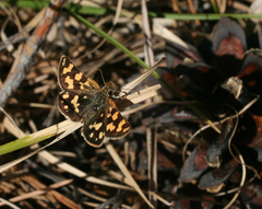 Carterocephalus argyrostigma