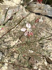 Oenothera suffrutescens