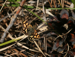 Carterocephalus argyrostigma