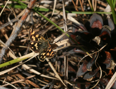 Carterocephalus argyrostigma