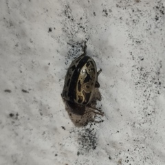 Zygogramma piceicollis