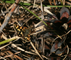 Carterocephalus argyrostigma