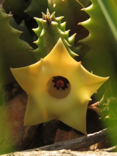 Ceropegia thuretii