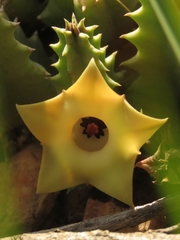Huernia thuretii