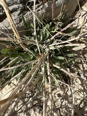Oenothera suffrutescens
