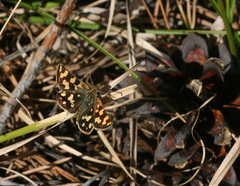 Carterocephalus argyrostigma
