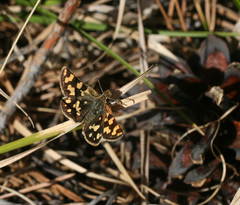 Carterocephalus argyrostigma