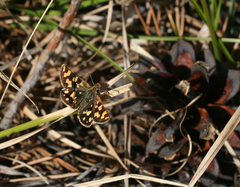 Carterocephalus argyrostigma