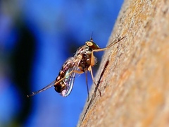 Dolichopodidae