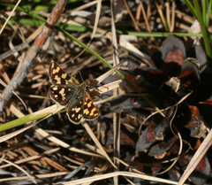 Carterocephalus argyrostigma