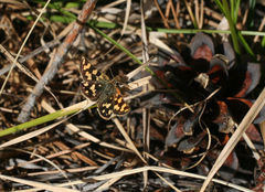 Carterocephalus argyrostigma