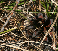 Carterocephalus argyrostigma