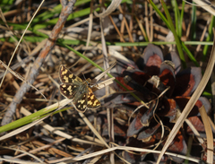 Carterocephalus argyrostigma