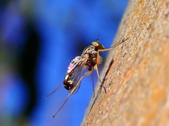 Dolichopodidae
