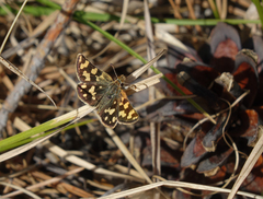 Carterocephalus argyrostigma