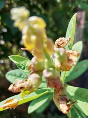 Crotalaria retusa