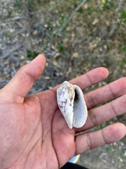 Cymbiola vespertilio