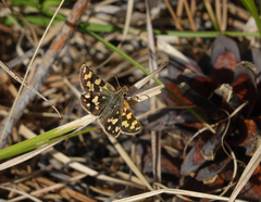 Carterocephalus argyrostigma