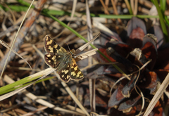 Carterocephalus argyrostigma