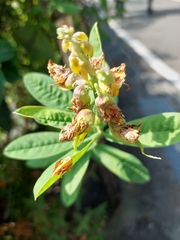 Crotalaria retusa