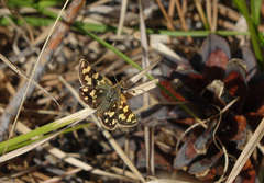 Carterocephalus argyrostigma