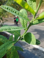 Crotalaria retusa