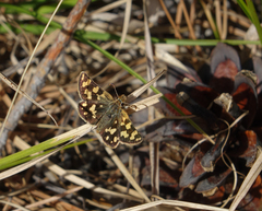 Carterocephalus argyrostigma