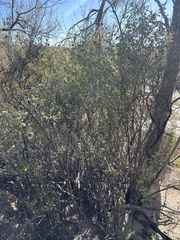 Buddleja marrubiifolia