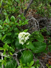 Valeriana lapathifolia